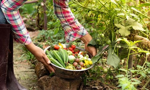 Post Harvest Solutions