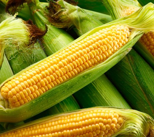 Sweet Corn