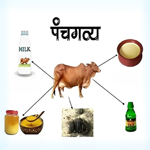Panchagavya Chikitsa & Gausanidhya