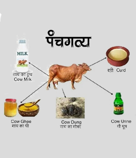 Panchagavya Chikitsa & Gausanidhya
